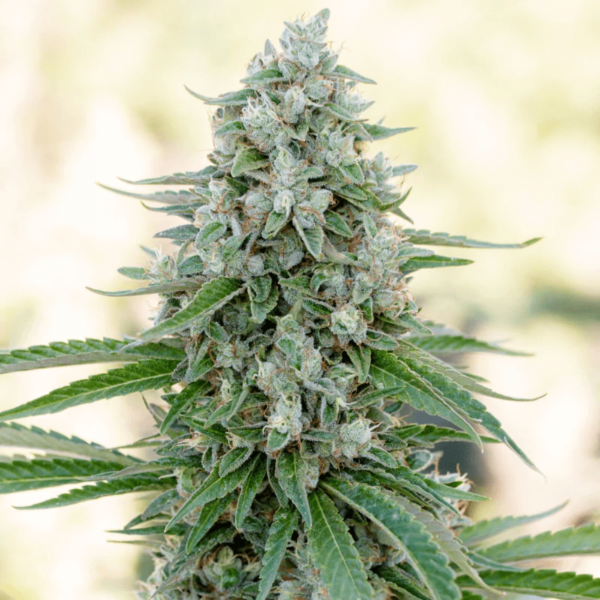 Critical Mango Feminised Seeds - 3 Seeds