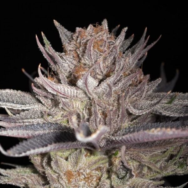 Lemon Tree 2.0 Feminised Seeds