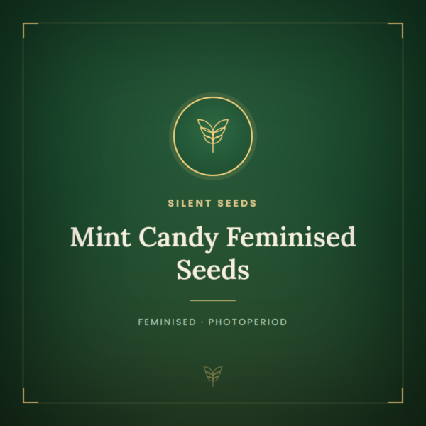 Mint Candy Feminised Seeds