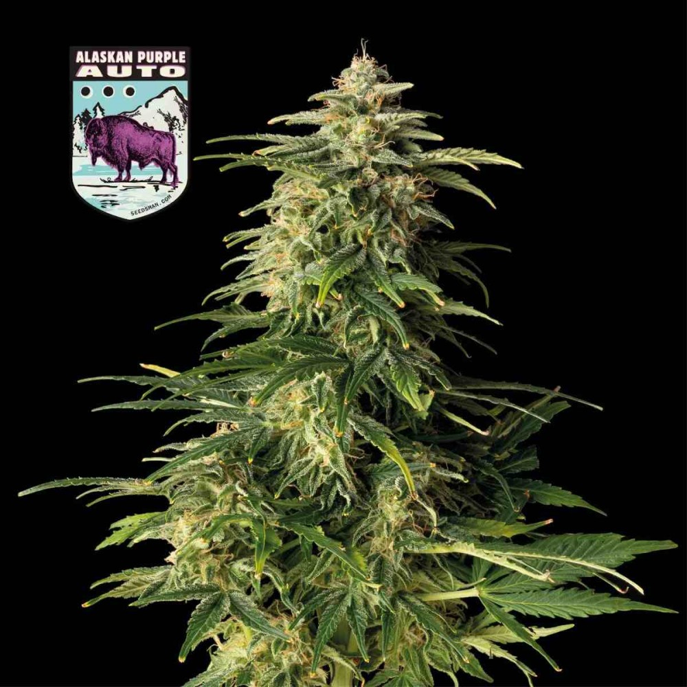 SMAN-ALPURP-AUTO-FEM-1000x1000-0.jpg
