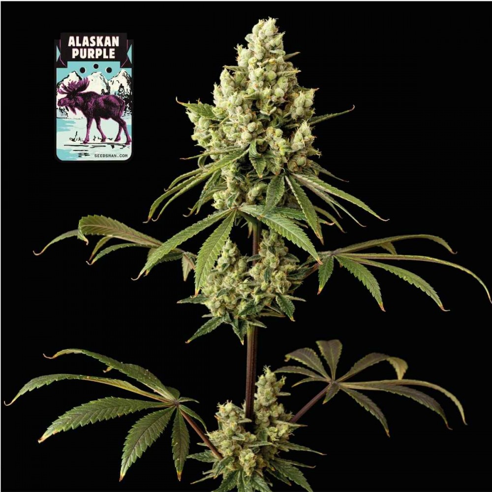 SMAN-ALPURP-FEM-1000x1000-0.jpg