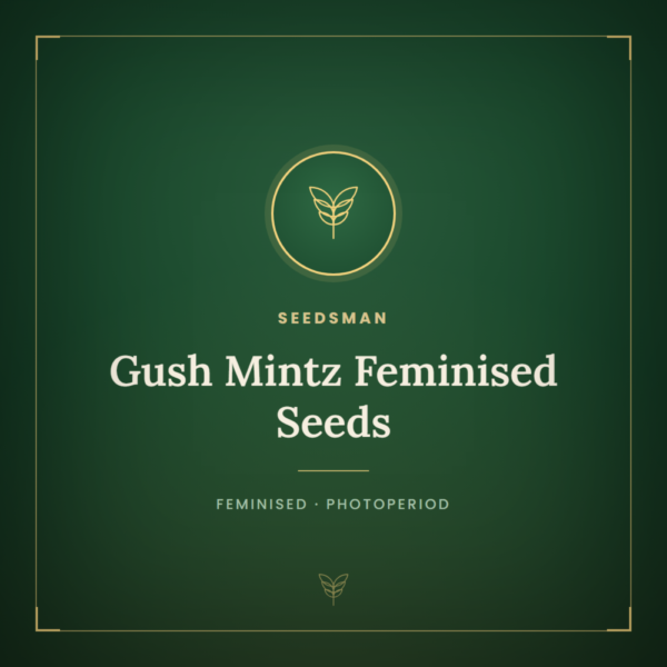 Gush Mintz Feminised Seeds
