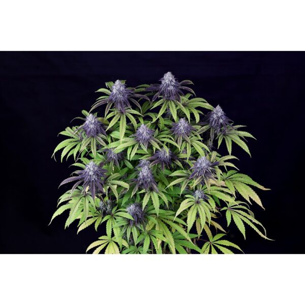 Peyote Wi-Fi CBD 2:1 Feminised Seeds