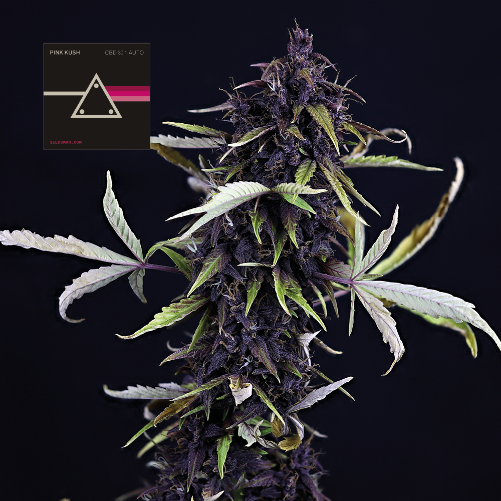 SMAN-PINK-CBD-AUTO-FEM-1000x1000-0.jpg