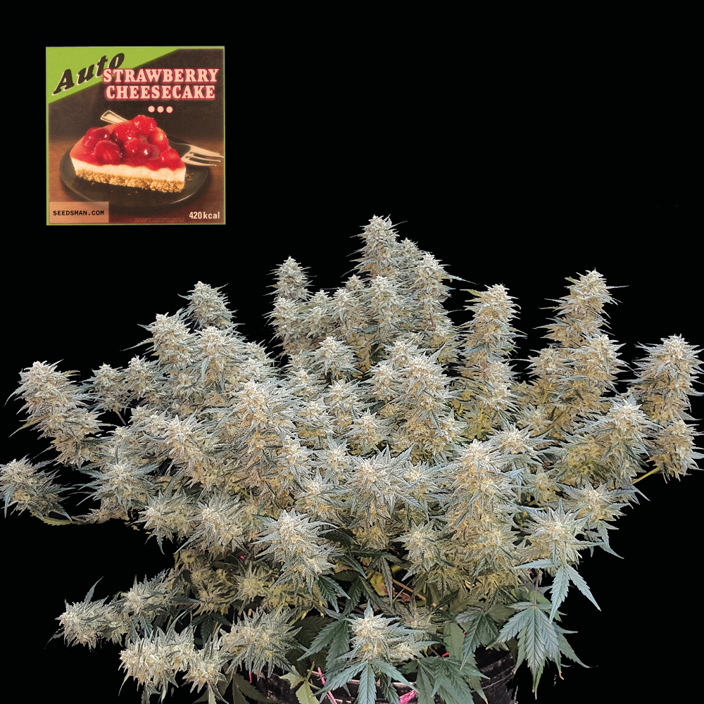 SMAN-STRCHCAKE-AUTO-FEM-1000x1000-0.jpg