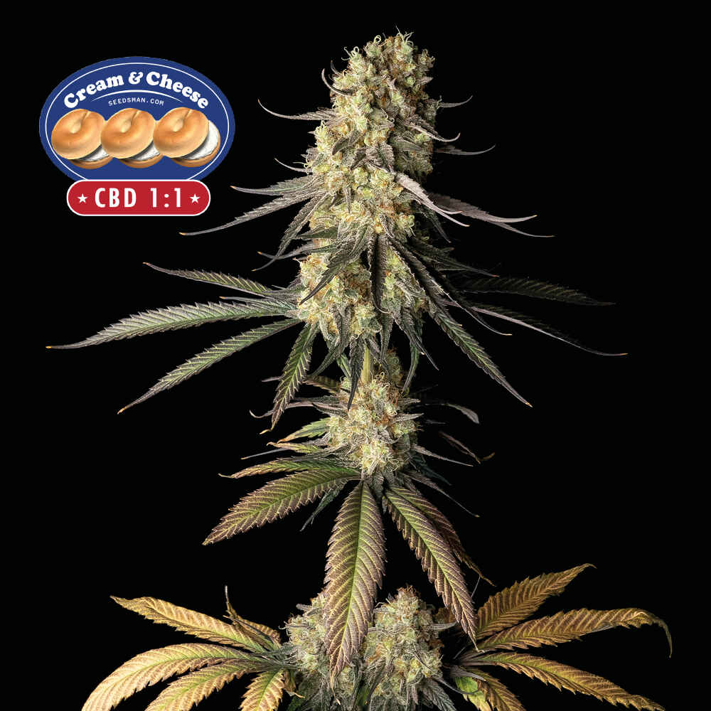SMANCCCBD-1000x1000-0.jpg