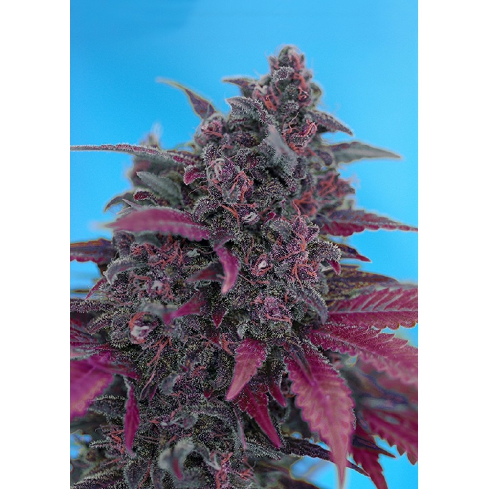SS-DDA-Fem-1000x1000-0.jpg