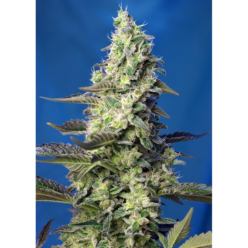 SS-GPXL-AUTO-Fem-1000x1000-0.jpg
