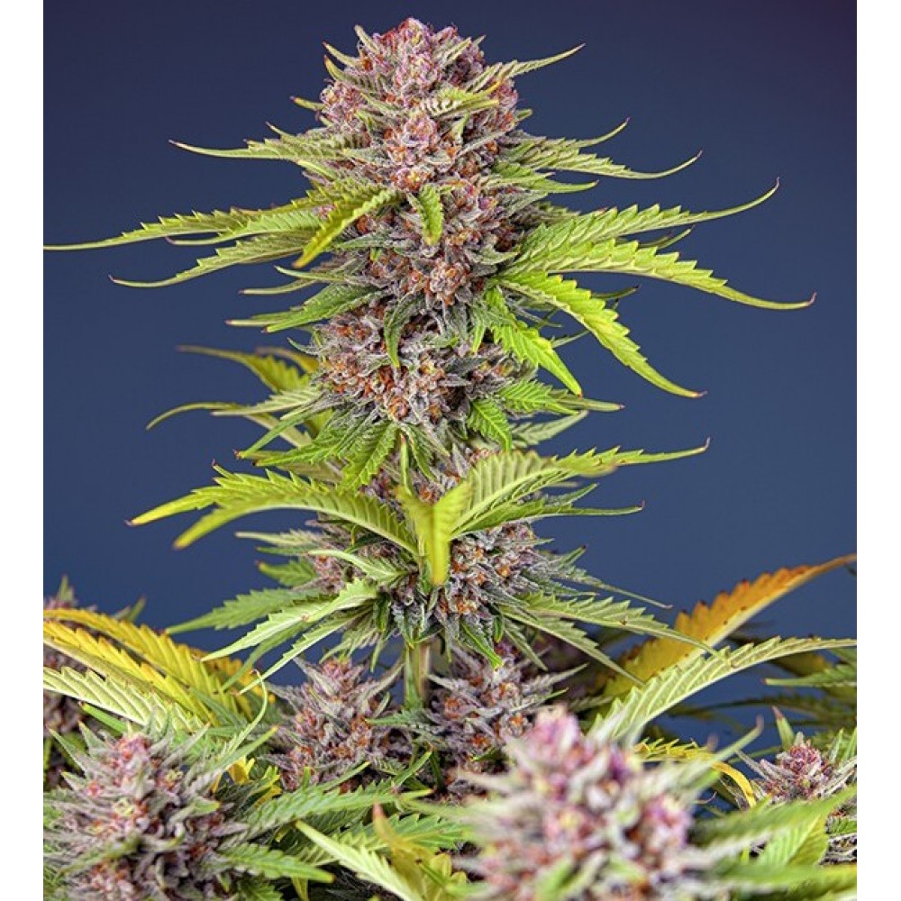 SS-MBBXL-AUTO-FEM-1000x1000-0.jpg