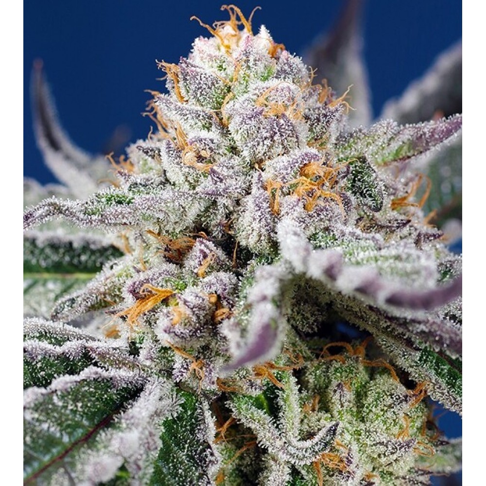 SS-OAGXL-AUTO-FEM-1000x1000-0.jpg