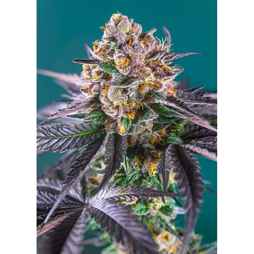 SS-REDSTRBAN-AUTO-FEM-1000x1000-0.jpg