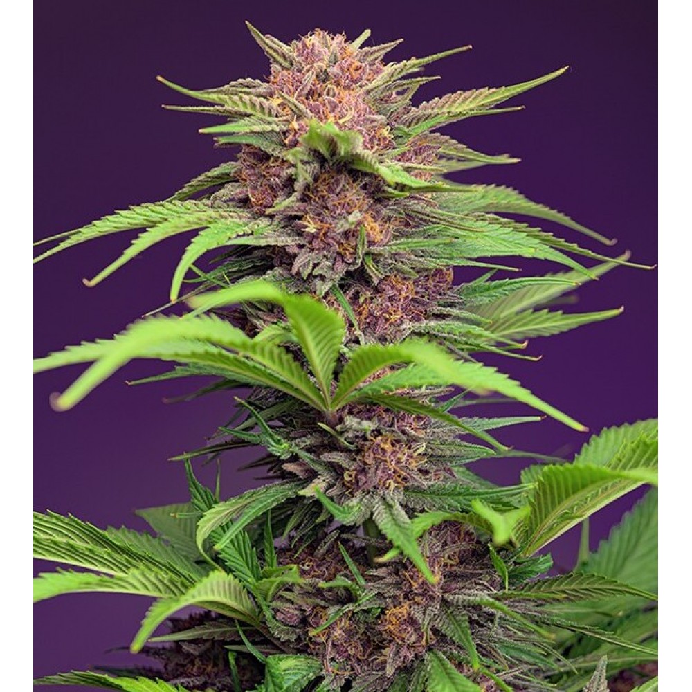SS-RMXL-AUTO-FEM-1000x1000-0.jpg