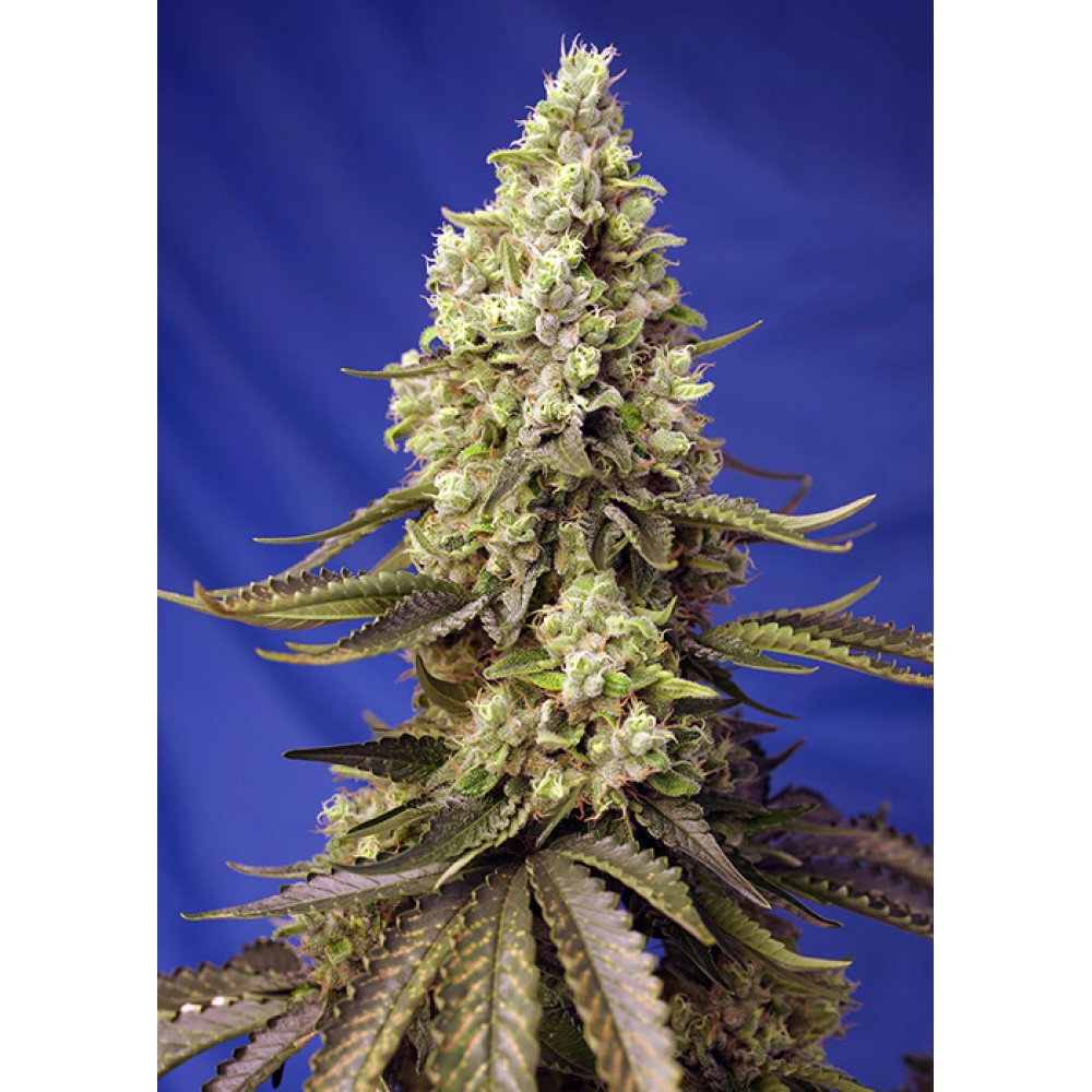 SS-RUNTZXL-AUTO-FEM-1000x1000-0.jpg