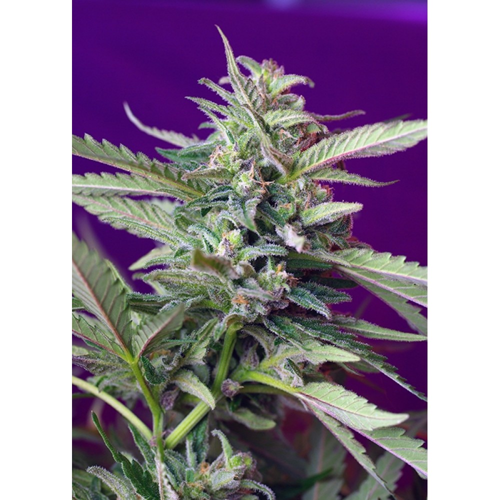 SS-SADA-Fem-1000x1000-0.jpg