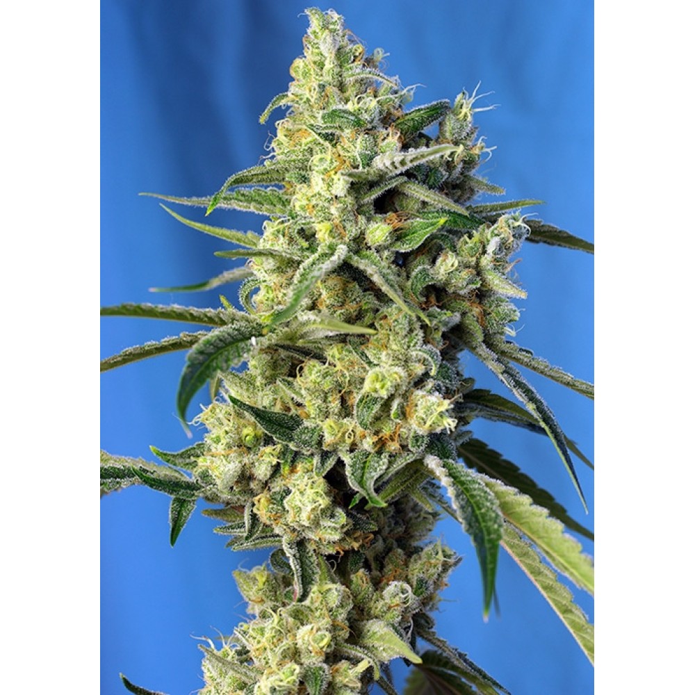 SS-SAH-Fem-1000x1000-0.jpg