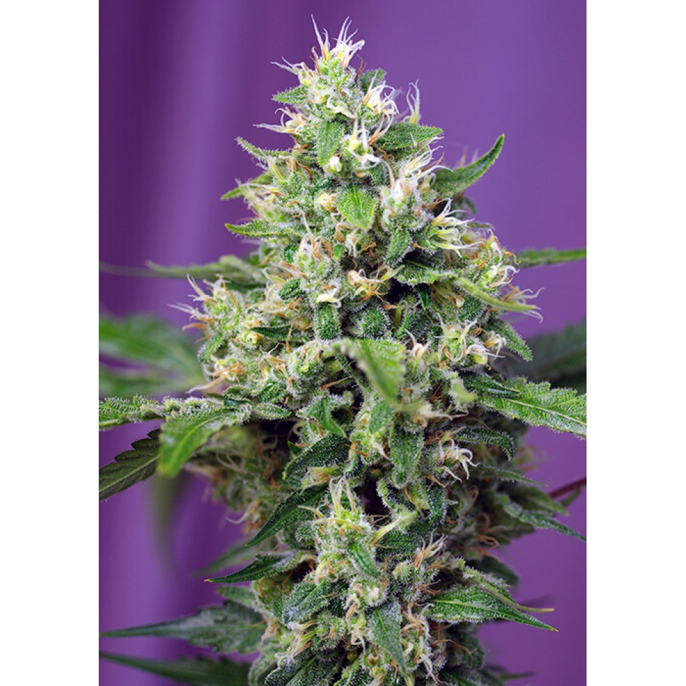 SS-SAHXL-AUTO-FEM-1000x1000-0.jpg