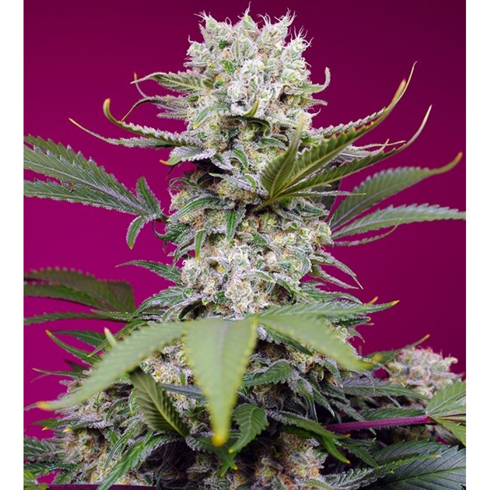 SS-SMZXL-AUTO-FEM-1000x1000-0.jpg
