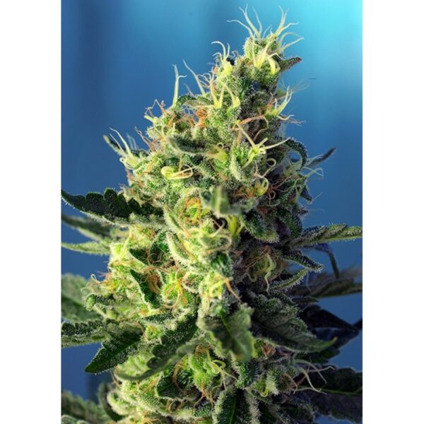Sweet Pure CBD Feminised Seeds
