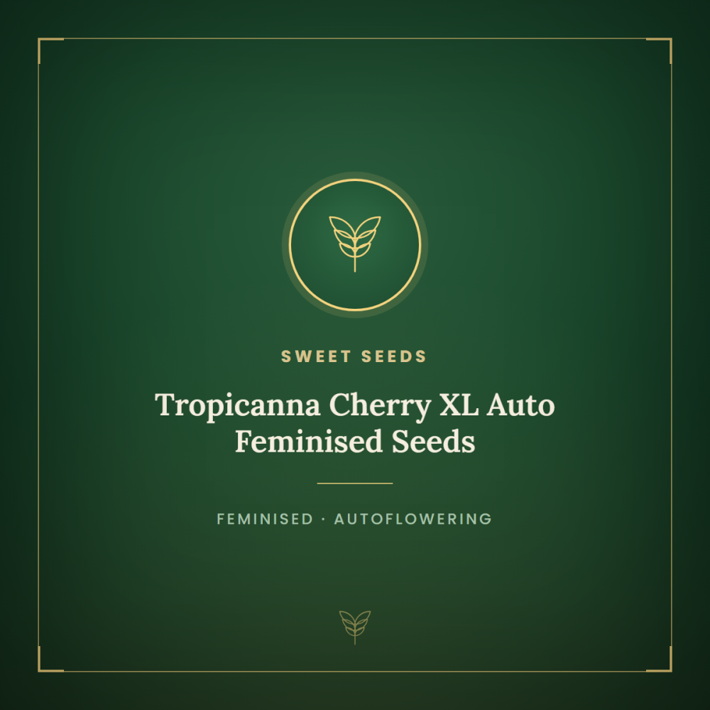 SS-TRCXL-AUTO-FEM-1000x1000-0.png