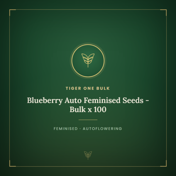 Blueberry Auto Feminised Seeds - Bulk x 100