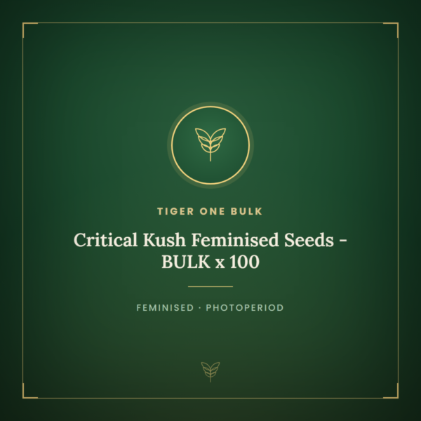 Critical Kush Feminised Seeds - BULK x 100
