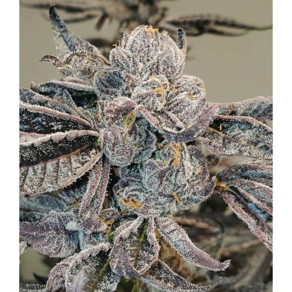 Runtz FAST Feminised Seeds - BULK x 100