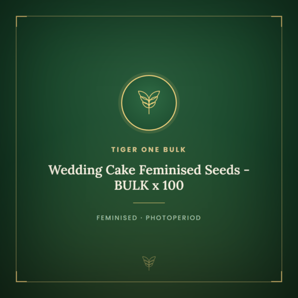 Wedding Cake Feminised Seeds - BULK x 100