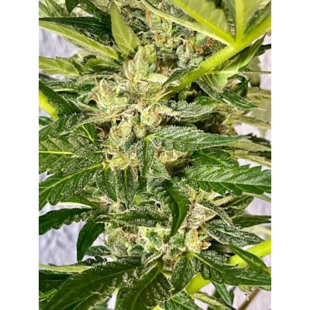 T1-ZKITT-BULK-FEM-1000x1000-0.jpg