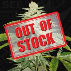 WaterMelon Ultra 710 Special Pack Feminised Seeds
