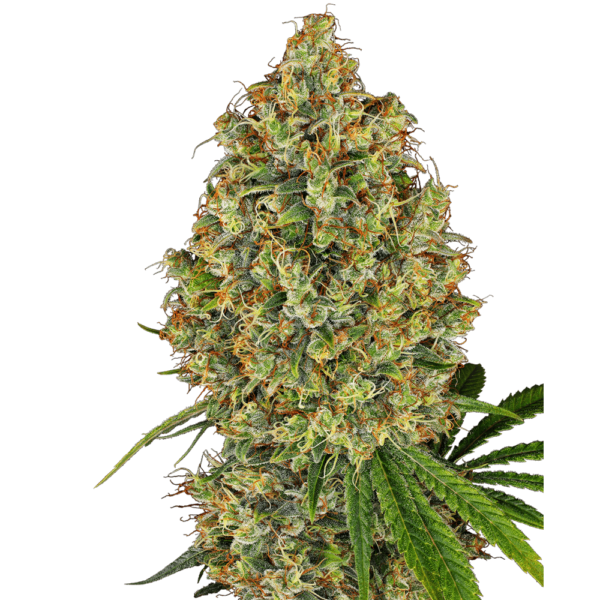 AK-420 Feminised Seeds