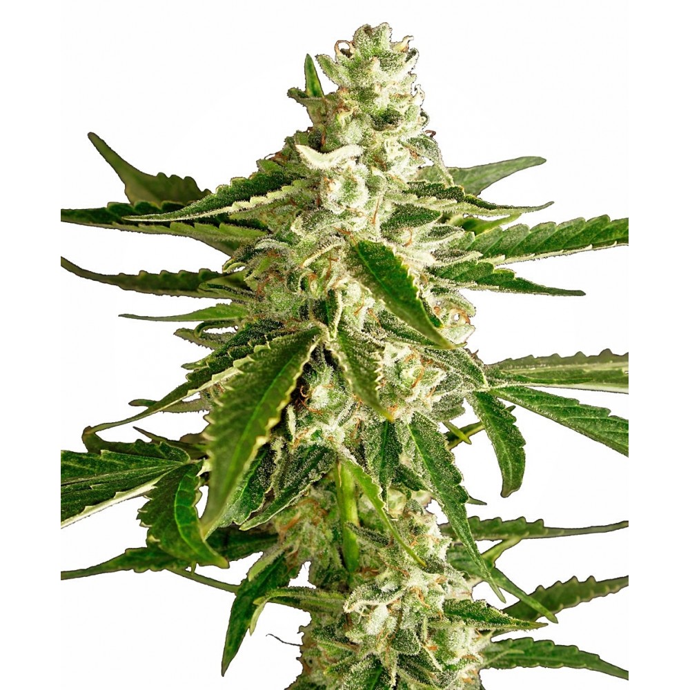 WHITE-AUTO-WHDIESHAZ-Fem-1000x1000-0.jpg