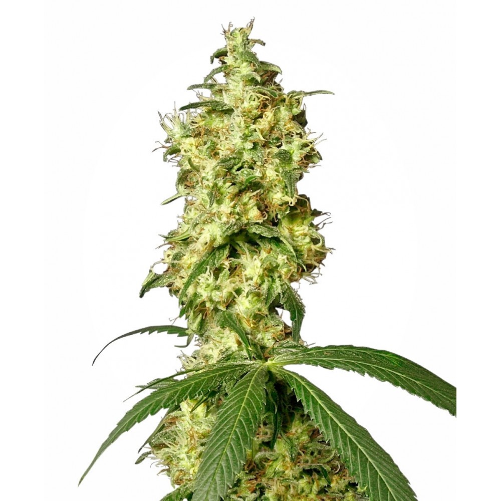 WHITE-AUTO-WW-Fem-1000x1000-0.jpg