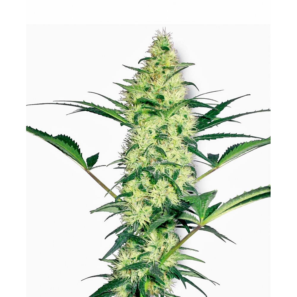 WHITE-WHDIES-Fem-1000x1000-0.jpg