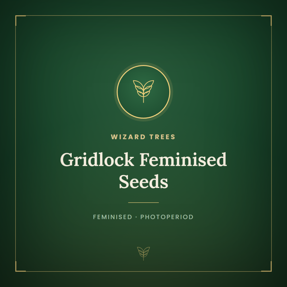 WIZT-GRID-FEM-1000x1000-0.png