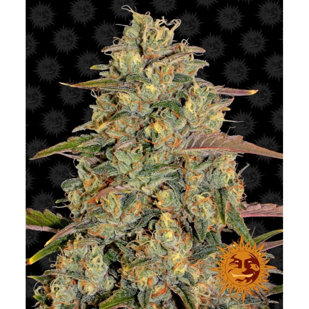 amnesia-lemon-1000x1000-0.jpg