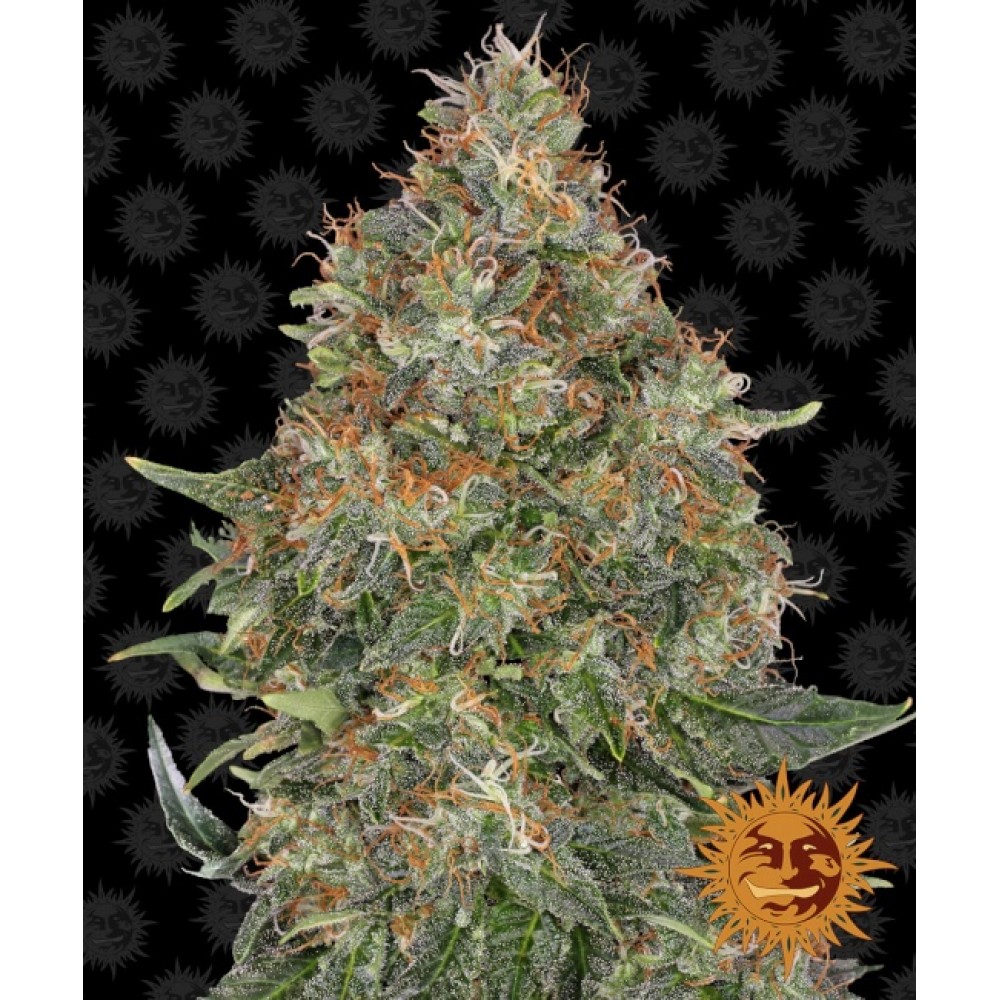 bf-pineexp-af-1000x1000-0.jpg