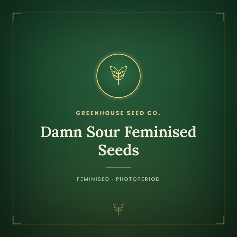 damn-sour-fem-1000x1000-0.png