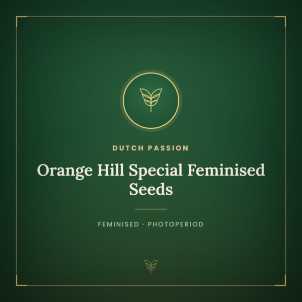 Orange Hill Special Feminised Seeds