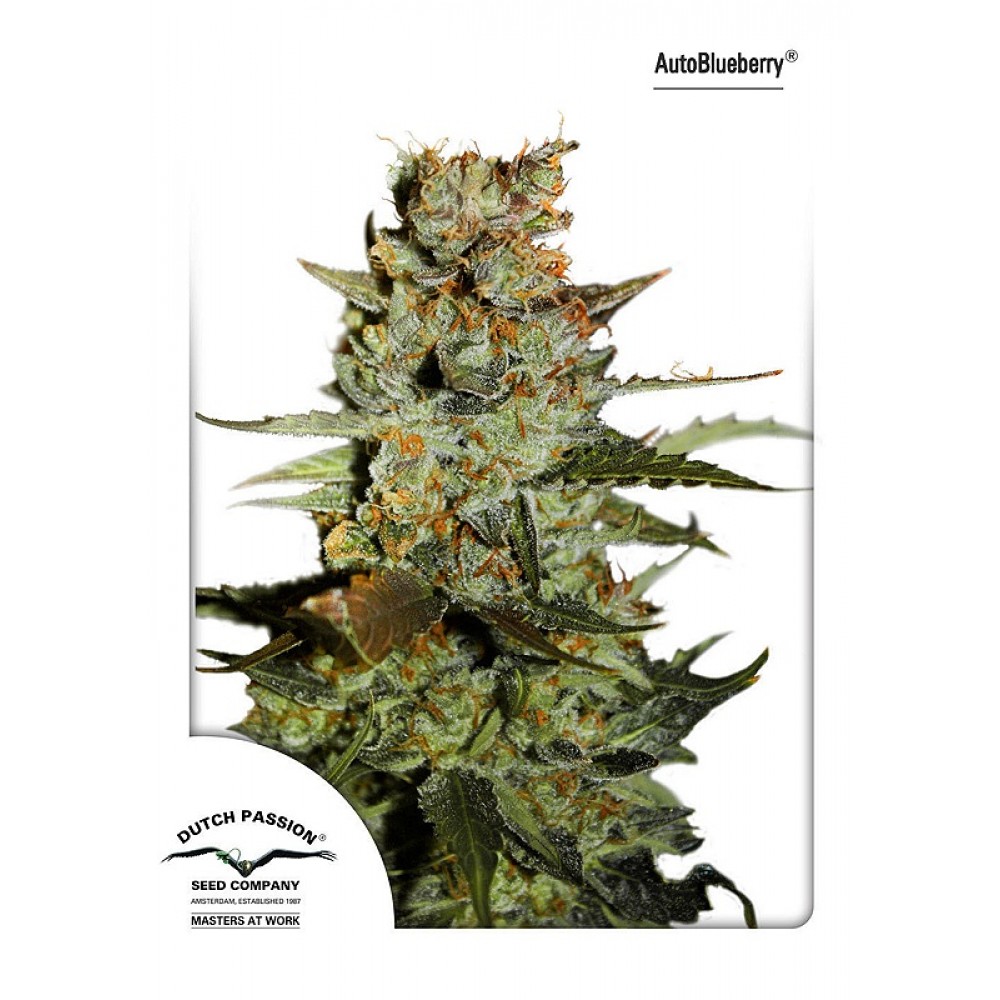 dp-auto-blueberry-fem-1000x1000-0.jpg