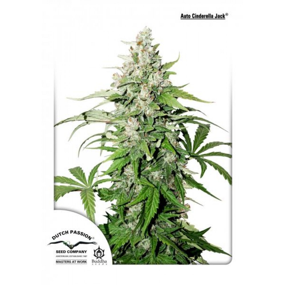 dp-auto-cinderella-jack-1000x1000-0.jpg