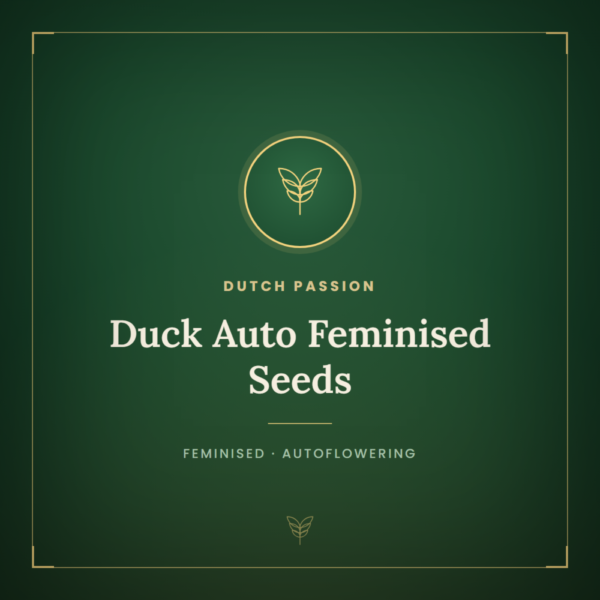 Duck Auto Feminised Seeds
