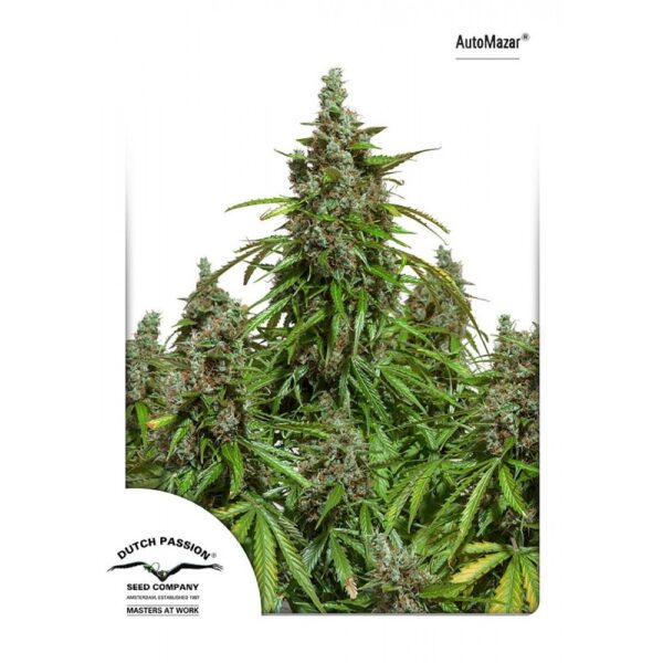 Mazar Auto Feminised Seeds
