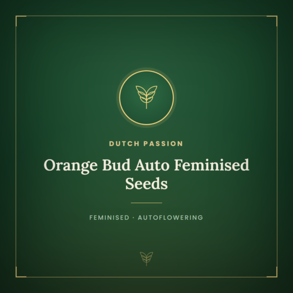 Orange Bud Auto Feminised Seeds