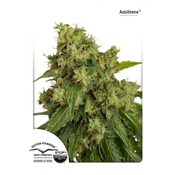 Xtreme Auto Feminised Seeds