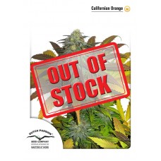Californian Orange Feminised Seeds