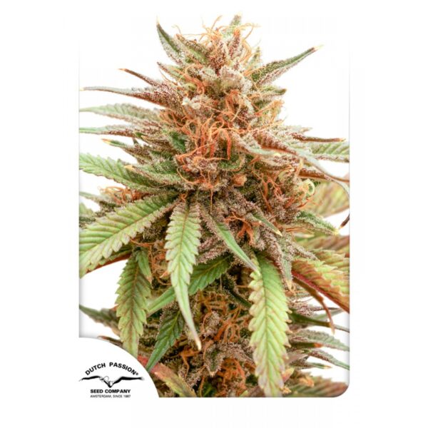 Durban Dew Feminised Seeds