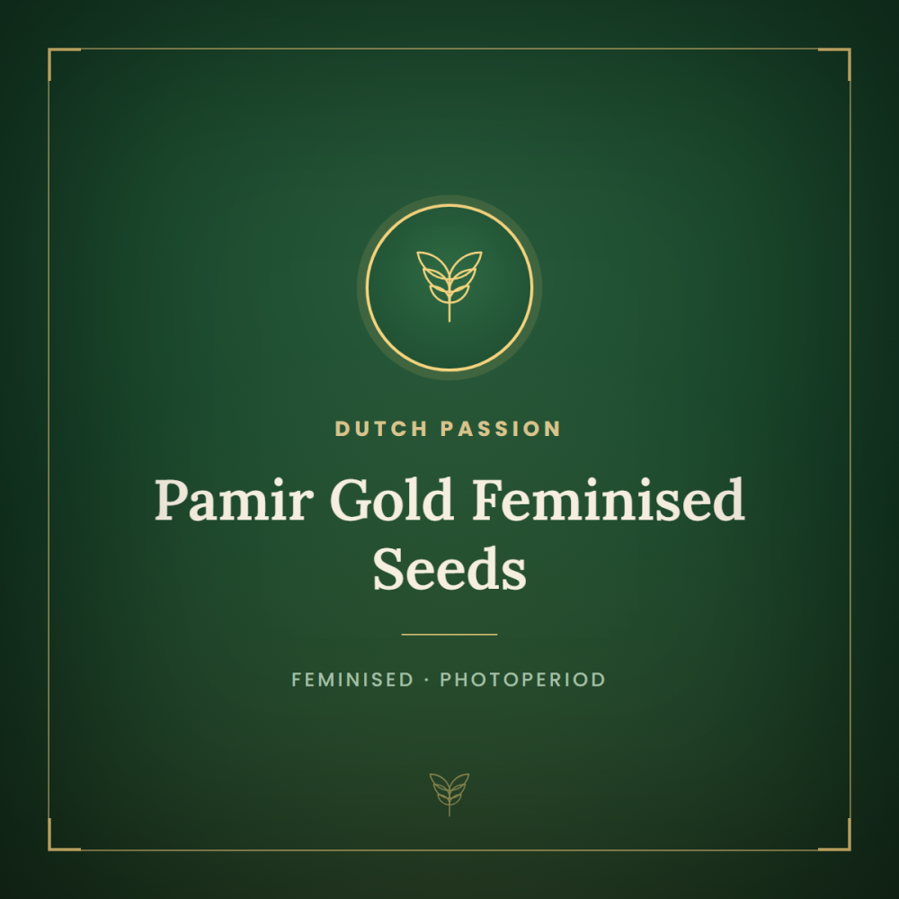 dp-pamirgold-1000x1000-0.png