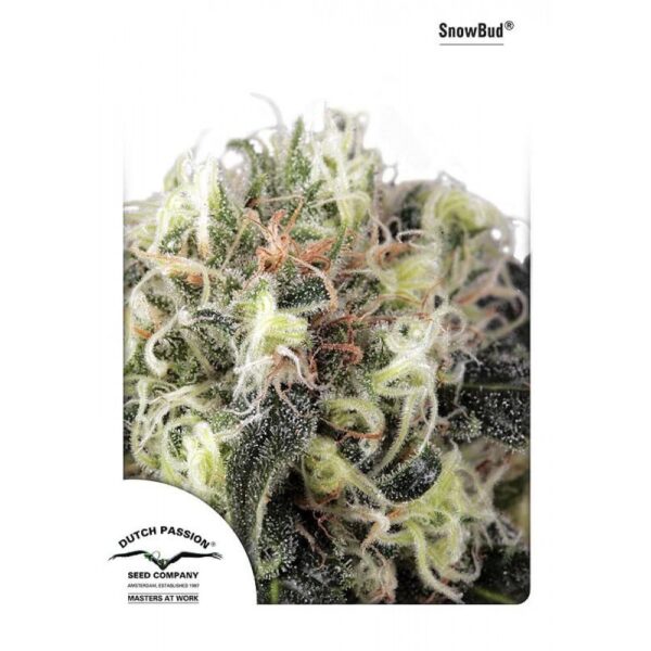 Snow Bud Feminised Seeds