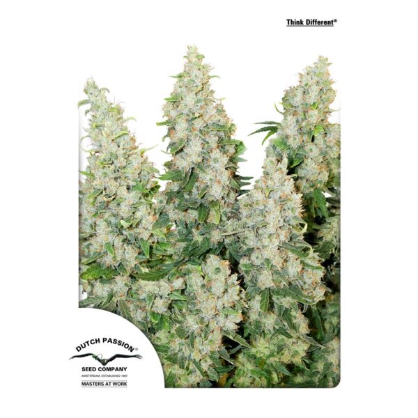 Think Different Auto Feminised Seeds