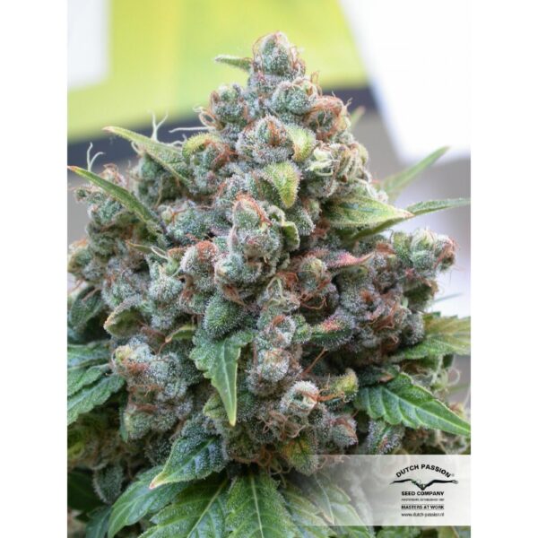 White Widow Feminised Seeds